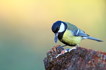 Image showing great tit with seed in beak