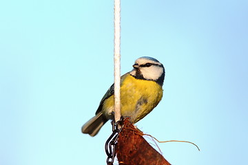 Image showing small blue tit