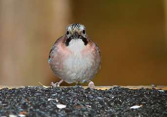 Image showing eurasian jay on table feeder