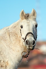 Image showing portrait of white beautiful horse
