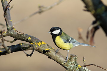 Image showing parus major on a branch