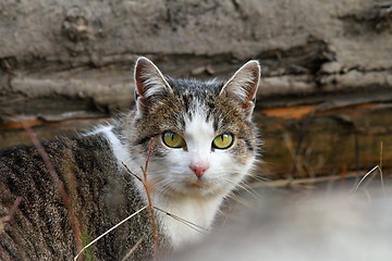 Image showing domestic mottled cat