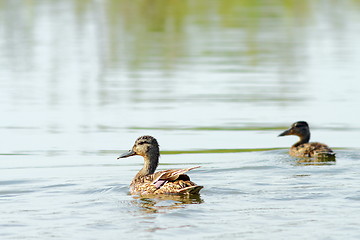 Image showing female mallard duck with young