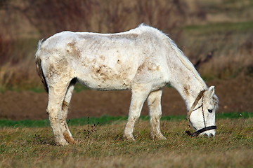 Image showing white horse grazing on meadow