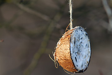 Image showing coconut feeder for garden birds