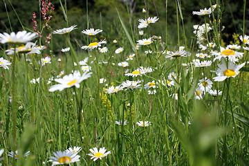 Image showing wild daisies on transylvanian meadow