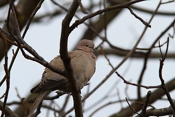 Image showing turtledove in the tree in winter