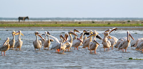 Image showing flock of pelicans standing in the water