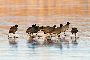 Image showing coots flock on icy lake