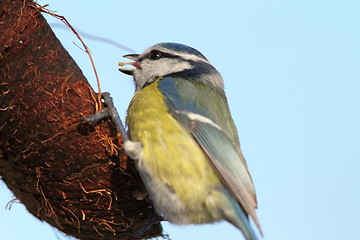Image showing blue tit eating lard