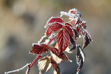 Image showing raspberry leaves covered with rime