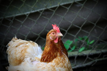 Image showing portrait of colorful brown hen