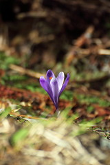 Image showing wild spring mountain flower