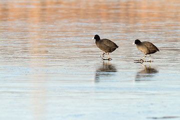 Image showing two birds on ice