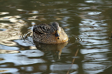 Image showing female mallard duck on water