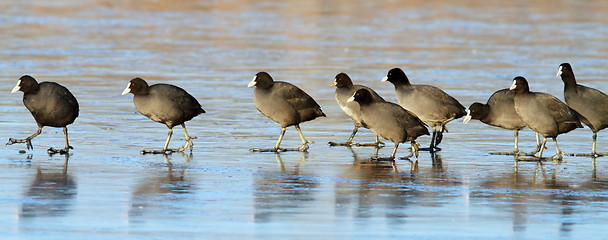 Image showing coots following the leader