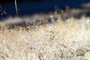 Image showing wild meadow on winter morning