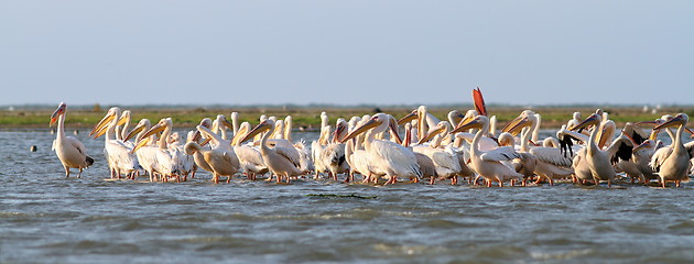 Image showing great pelicans colony