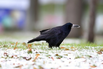 Image showing crow foraging for food in the park