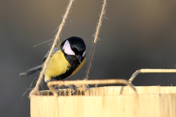 Image showing great tit looking for food