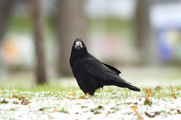 Image showing corvus frugilegus in the park