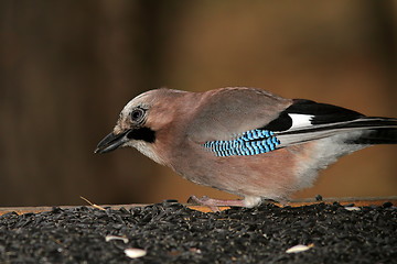 Image showing jay at feeding station