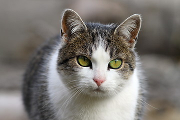 Image showing curious cat head closeup