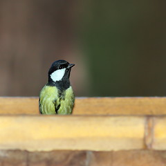 Image showing great tit at feeder