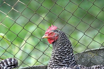 Image showing striped hen near farm fence