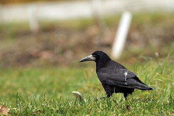 Image showing black crow in the field
