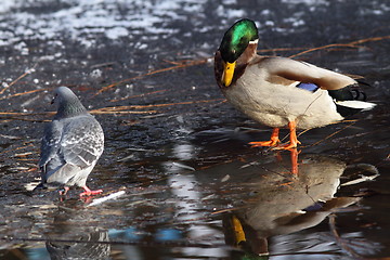 Image showing male mallard duck and pigeon