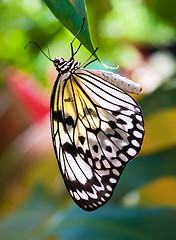 Image showing Butterfly