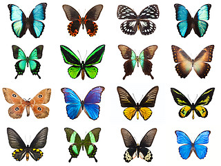 Image showing Tropical butterflies