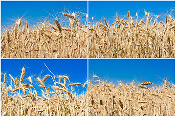 Image showing Wheat field