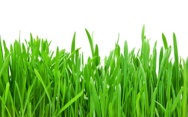 Image showing Green grass