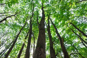 Image showing Green forest