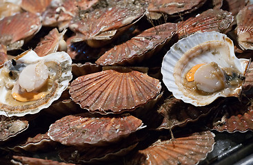 Image showing scallop shells