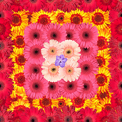 Image showing Seamless Pattern from Vibrant Gerbera Flowers