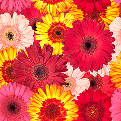 Image showing Seamless Pattern from Vibrant Gerbera Flowers