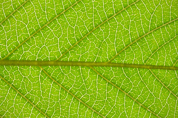 Image showing Green leaf