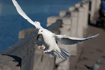 Image showing White pigeon