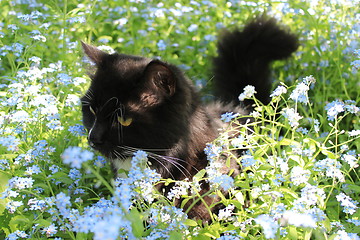 Image showing black cat in the bush of foget-me-not