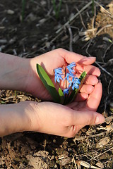 Image showing snowdrops in the human hands