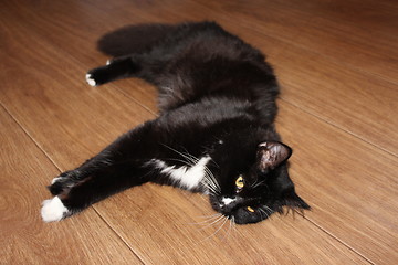 Image showing black cat lying on the floor