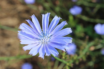 Image showing blue flower of Cichorium