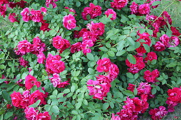 Image showing beautiful flower of red rose