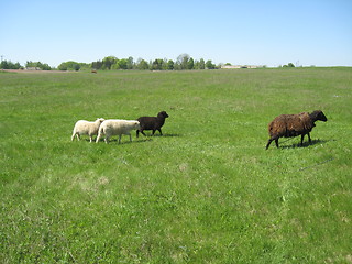 Image showing Sheep grazing on a grass