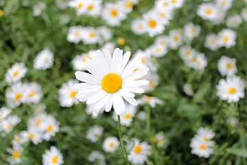 Image showing flower-bed of white beautiful chamomiles