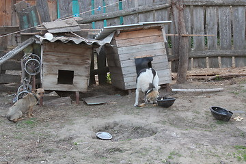 Image showing dogs on the chains eating near the kennels