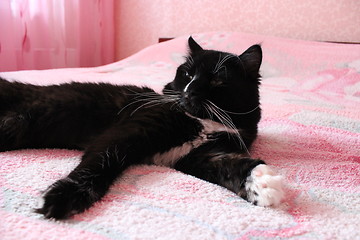 Image showing black cat lying prone on the matrimonial bed